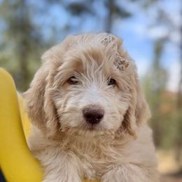 Honey Bear XL Bernedoodle - female Bernedoodle puppy in Lookout, California from Remington Kennels, LLC