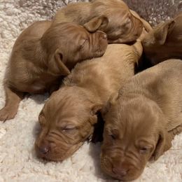 German Shorthaired Pointers and Vizslas from Big Country Kennels