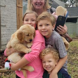 Golden Retriever Puppies from Sims Golden Retrievers