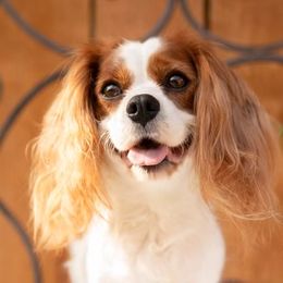 Kensi - Cavalier King Charles Spaniel
