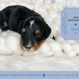 Boy 3 - Tri-color male Bernedoodle puppy in Otisville, Michigan from Danie’s Darling Doodles LLC