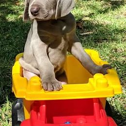 Weimaraner Puppies from Greyborn Weimaraners