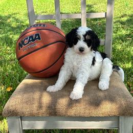 Noodle - Black and white female Bernedoodle puppy in Spring, Texas from At The Cross Kennel