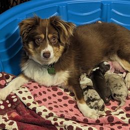 Ember - Miniature American Shepherd