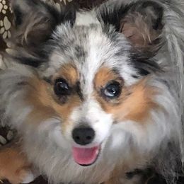 Atti - Toy Australian Shepherd