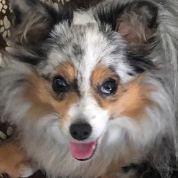 Atti - Toy Australian Shepherd