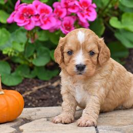 Cody - Red male Cavapoo puppy in Gap, Pennsylvania from Country View Puppies ( License 18816)