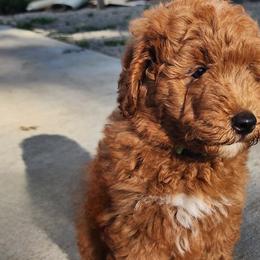 Bernedoodles, Goldendoodles, and Poodles from Natalie Chandler