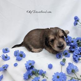 Vonwiggle bottom - Cream male Dachshund puppy in Oklahoma City, Oklahoma from OkieDoxieland Dachshunds