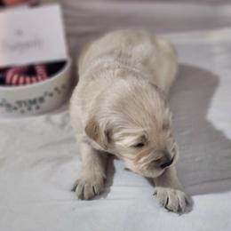 Burgundy - Golden male Golden Retriever puppy in Grant, Michigan from Precious Kennel Retrievers