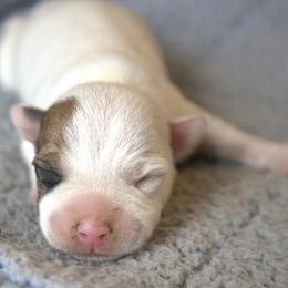 Pierce - Tan and white male Jack Russell Terrier puppy in Menifee, California from Wendover Terriers