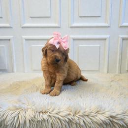 Light pink female - Dark golden female Golden Retriever puppy in Baytown, Texas from Golden Tails of Texas