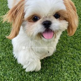 Shih Tzus from The Shih Tzu Nursery