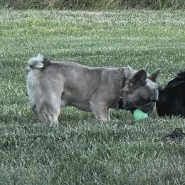 French Bulldogs from Michelle Thompson