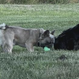 French Bulldogs from Michelle Thompson