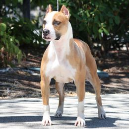 Noel - American Pit Bull Terrier