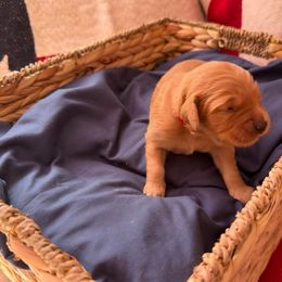 Crimson (Red) - Golden female Golden Retriever puppy in Sandy, Oregon from Treasured K-9s