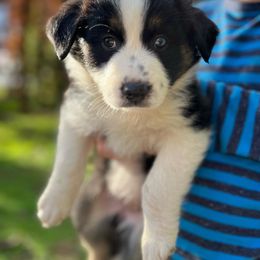 Australian Shepherd Puppies from HCA Aussies