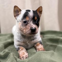 Wheeljack - Blue mottled male Australian Cattle Dog puppy in Rosharon, Texas from 4Surge Cattle Dogs
