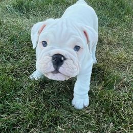 Bulldog Puppies from Tonya Clouser
