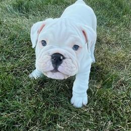 Bulldog Puppies from Tonya Clouser