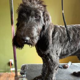 Loki - Black male Double Doodle puppy in Mineola, Texas from ETX Dandy Doodle