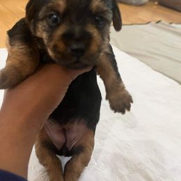 Girl 2 - Yorkshire Terrier puppy in Virginia Beach, Virginia from Andre's Yorkshire Terriers