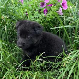 Green collar Boy - Black and tan male German Shepherd puppy in Batesville, Mississippi from Shepherd Farms