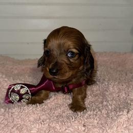 Dachshund Puppies from Wiggle Weens