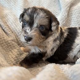 Coco puffs - Red merle female Aussiedoodle puppy in Michigan from Kingsden Aussies and doodles