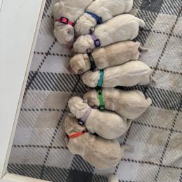 Light purple collar female - Yellow female Labrador Retriever puppy in Beaverdam, Virginia from Riverside Sunset Labrador Retrievers