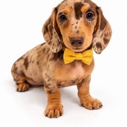 Stella - Dapple female Dachshund puppy in Illinois from William Rotsaert