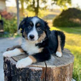 Dolce - Black tri female Miniature Australian Shepherd puppy in Dayton, Washington from Rafter 22 Aussies