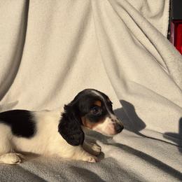 Miley (no deposit, ready now) - Piebald female Dachshund puppy in Dinwiddie, Virginia from White Oak Kennels