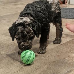 Lucy - Blue merle female Aussiedoodle puppy in Yacolt, Washington from Aussiedoodles by Maggie