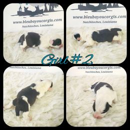 Girl 2 - Black and white female American Corgi puppy in Natchitoches. La, Louisiana from Bleu Bayou Corgis