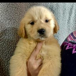 Red Stripe Collar Boy - Golden male Golden Retriever puppy in Garrison, Montana from Mattiaci Goldens
