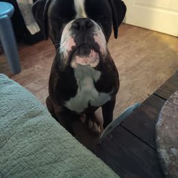Duke - Boxer