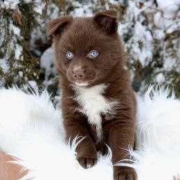 Pomeranian and Pomsky Puppies from Husky Hill Kennel