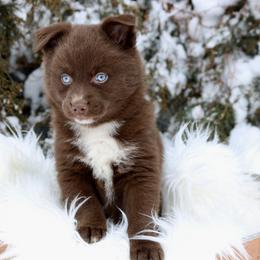 Pomeranian and Pomsky Puppies from Husky Hill Kennel