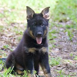 German Shepherd Puppies from RoyalWork K9