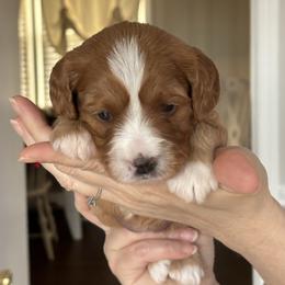 Girl 1 - Red female Cavapoo puppy in Youngsville, North Carolina from Blackberry Hill Doodles