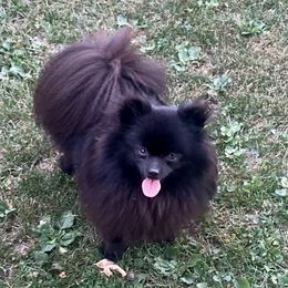 Pomeranians from Julies heavenly poms