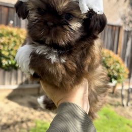 Shih Tzu Puppies from Majestic M Shihtzu’s