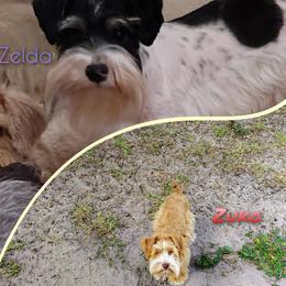 Miniature Schnauzer puppies from Central Florida Schnauzers