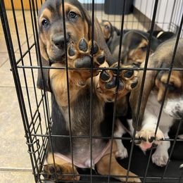 Basset Hound Puppies from Blessed Bassets