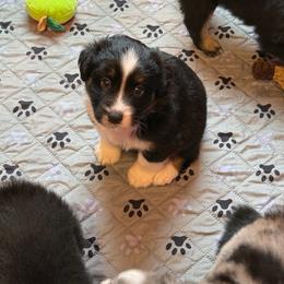 BTF 2 - Black tri female Miniature Australian Shepherd puppy in Corydon, Indiana from Arbuckle’s Lookin Good Aussies (LGA)