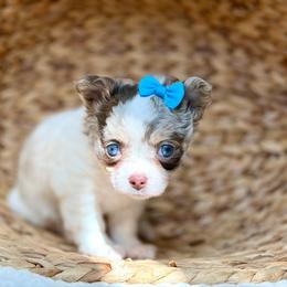 Rosie 4250 - Merle female Chihuahua puppy in Beaumont, Texas from Down south pups