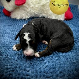 Pick5 Sturgeon - Tri-color male Bernedoodle puppy in Henrico, Virginia from Paws 4 Doodles, LLC