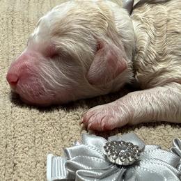 Casper - Parti female Golden Aussiedoodle puppy in Lakeland, Florida from Poodles Doodles Standard and Mini LLC
